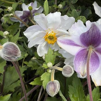 Anemone 'Dreaming Swan' (319806)