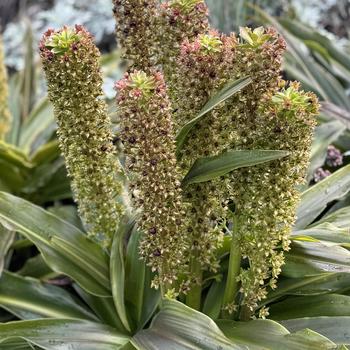 Eucomis Crowning Glory&trade; 'Princess Bride' (319807)