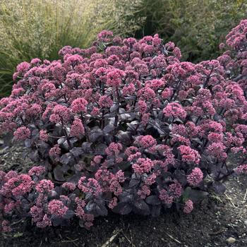 Sedum Rock 'N Grow&reg; 'Midnight Velvet' (319810)