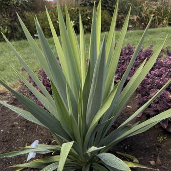 Yucca 'Dragon Slayer' PPAF, Can PBRAF