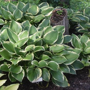 Hosta 'Fortunei Aureomarginata'