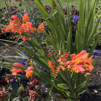 Crocosmia 'Peach Melba' (319813)