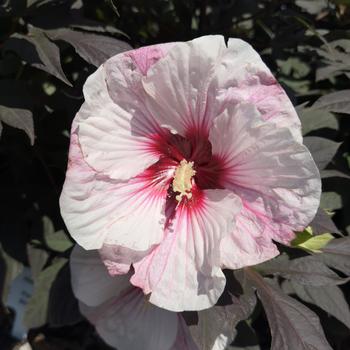 Hibiscus 'Perfect Storm' USPPAF