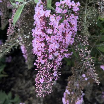 Buddleia davidii 'Pink Cascade II' PPAF