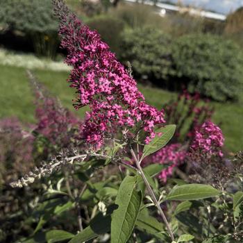 Buddleia davidii 'Cherry Royale' PP24678
