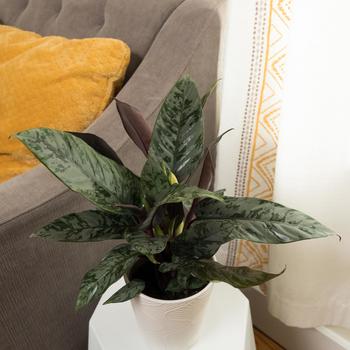 Apoballis acuminatissima 'Opulence&trade;' 