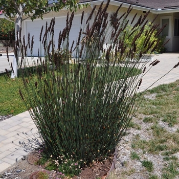 Chondropetalum elephantinum