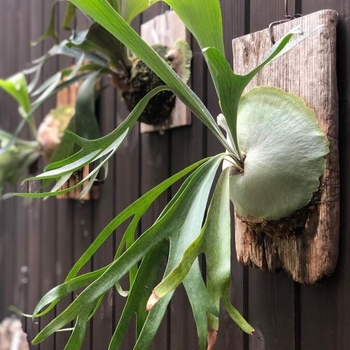 Platycerium bifurcatum 'Netherlands' 