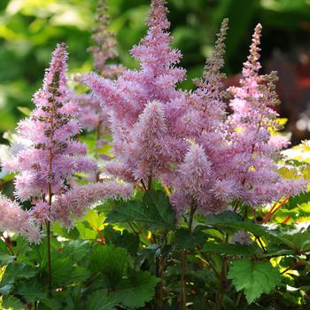Astilbe 'Heart and Soul'