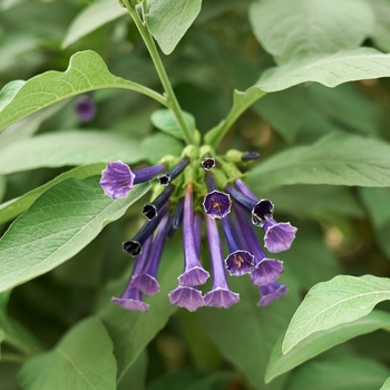 Iochroma cyaneum