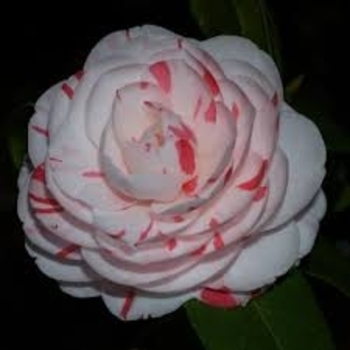 Camellia japonica 'LA Peppermint' 