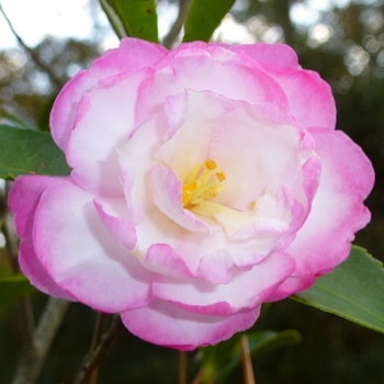 Camellia sasanqua 'Leslie Ann' 