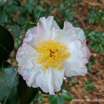 Camellia sasanqua 'Northern Lights'