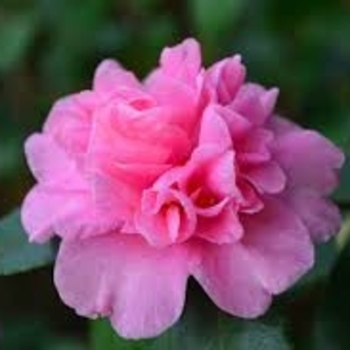 Camellia sasanqua 'Sparkling Burgundy' 