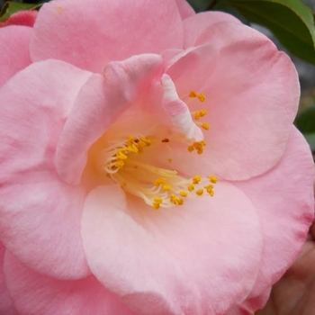 Camellia japonica 'April Remembered' PP30,902