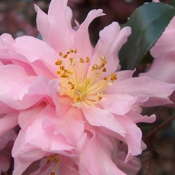 Camellia sasanqua 'Pink Snow'