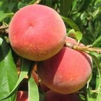 Prunus persica 'Hale Haven' 