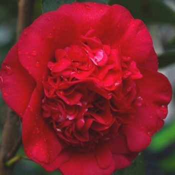 Camellia japonica 'April Tryst' 