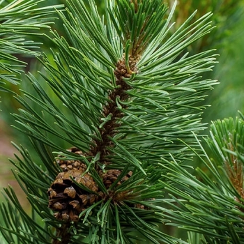 Pinus mugo 'Tannenbaum'