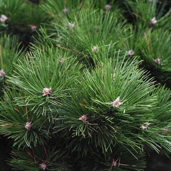 Pinus sylvestris