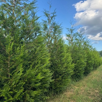 Thuja plicata 'Excelsa' 