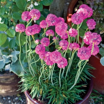 Armeria maritima 'Bees Ruby' 