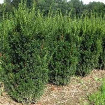Taxus cuspidata 'Nova'