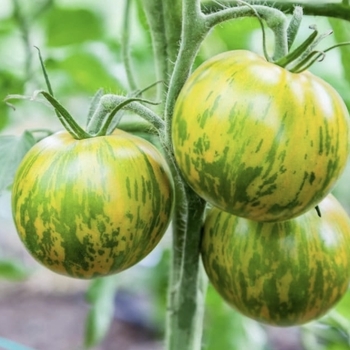 Lycopersicon esculentum 'Green Zebra' PP18924P3