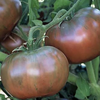 Lycopersicon esculentum 'Cherokee Purple' PP20423