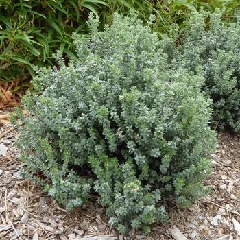 Westringia fruticosa