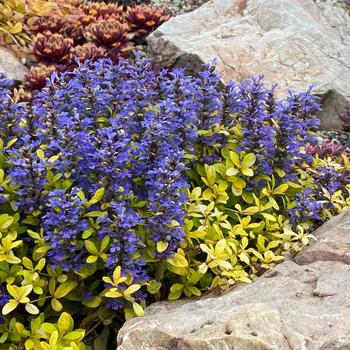Ajuga 'Cordial Canary' USPP30298P3