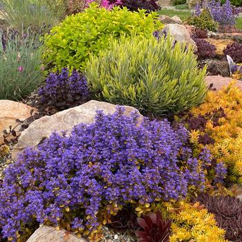 Ajuga 'Fancy Finch' PP26166P2