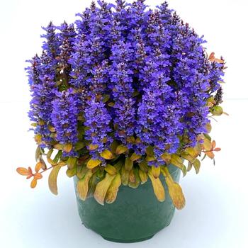 Ajuga Feathered Friends&trade; 'Fancy Finch' (319951)
