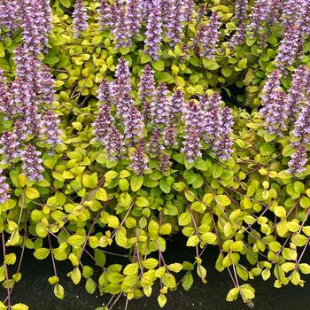 Ajuga 'Flashy Flamingo' PPAF
