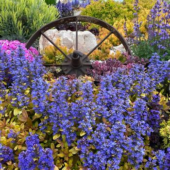 Ajuga Feathered Friends&trade; 'Petite Parakeet'