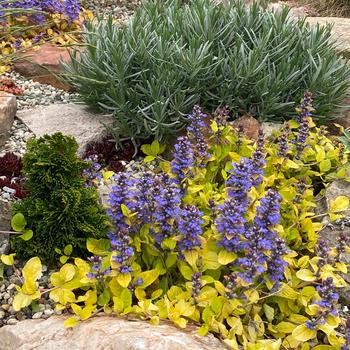 Ajuga 'Tropical Toucan' PPAF