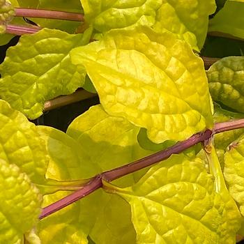Ajuga Feathered Friends&trade; 'Tropical Toucan' (319960)