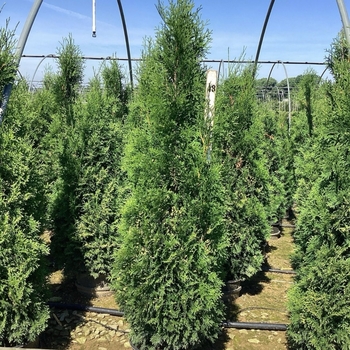 Thuja occidentalis 'SMTOTM' PP22,897