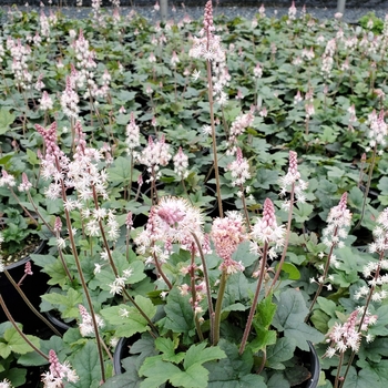 Tiarella cordifolia 'Oakleaf' 