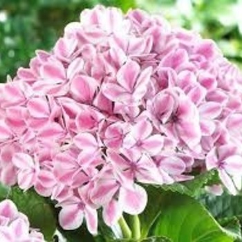 Hydrangea macrophylla 'REI13' PP21,129
