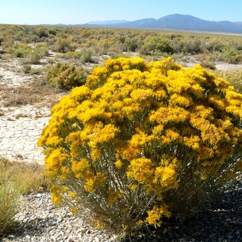 Ericameria nauseosus var. nauseosus
