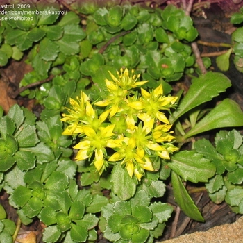 Sedum 'Czar's Gold' 