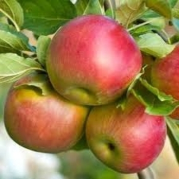 Malus pumila 'Nagafu 6'