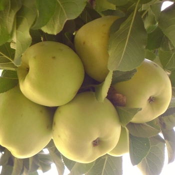 Malus domestica 'Yellow Transparent' 