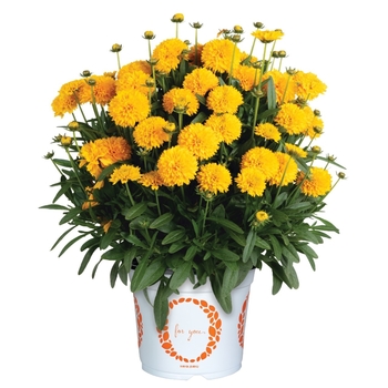 Coreopsis grandiflora 'MoonSwirl' 