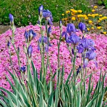 Iris pallida 'Albo variegata' 