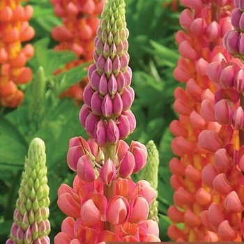 Lupinus polyphyllus 'Terracotta' PP23044