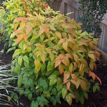 Nandina domestica 'Firepower' 