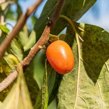 Diospyros kaki 'Saijo' 