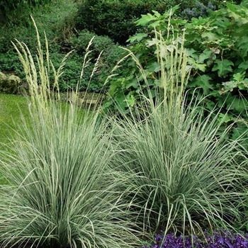 Calamagrostis x acutiflora 'Lightning Strike' 